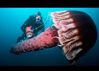 Documentaire ‘Creatures of the deep ocean’
