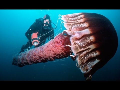 Documentaire ‘Creatures of the deep ocean’