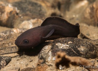 Kikkervissen in het Veerse Meer Vorskwab - Raniceps raninus - Foto: Yoeri van Es Photography