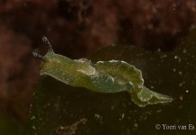 Wereldprimeur: eerste Tiny Sea Forest in Grevelingen Groene wierslak - Elysia viridis - Foto: Yoeri van Es Photography