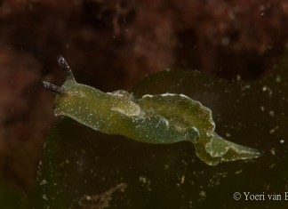 Wereldprimeur: eerste Tiny Sea Forest in Grevelingen Groene wierslak - Elysia viridis - Foto: Yoeri van Es Photography