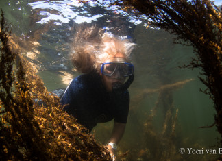 Eerste keer snorkelen in de Grevelingen Snorkelen met Sophie in de Grevelingen bij Dreischor - Foto: Yoeri van Es Photography
