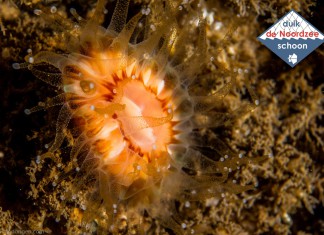Unieke vondst hard koraal in de Noordzee Anjelierkoraal (Caryophyllia smithii) - Foto: Udo van Dongen