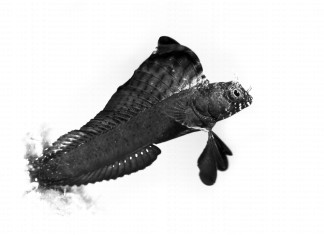 Flitsgedrag van de Zeilvin blenny Zeilvin blenny - Sailfin blenny - Foto: Yoeri van Es Photography