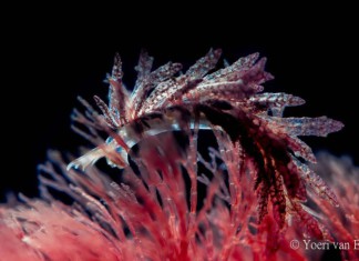 Naaktslakjes in Nederland Slanke rolsprietslak - Hermea bifida - Foto: Yoeri van Es