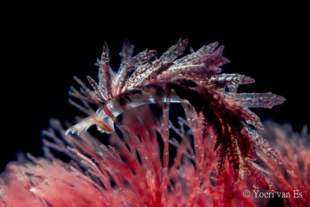 Slanke rolsprietslak - Hermea bifida - Foto: Yoeri van Es