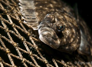 Recensie: Visatlas van de Noordwest-Europese zeeën Bot (Platichthys flesus) - Foto: Yoeri van Es