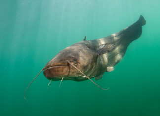 Grootste meerval bij Center Parcs de Kempervennen Big Mama, enorme meerval bij de Kempervennen - Foto: Filip Staes