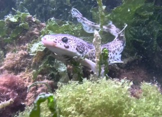 Hondshaai in de Oosterschelde