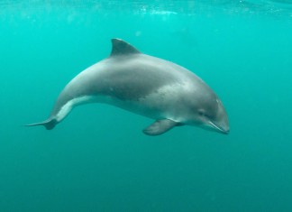 Unieke onderwaterbeelden van bruinvissen