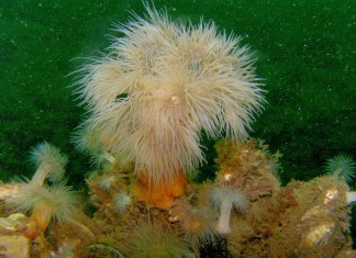 Twee keer duiken in Bretagne Zeeanjelier in Bretagna - Foto: Harry Brummelhuis