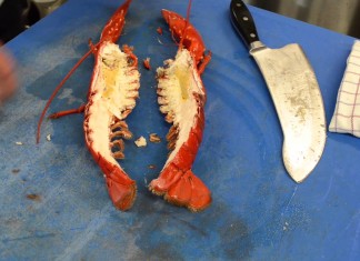 Homarus Zeelandica – Oosterscheldekreeft