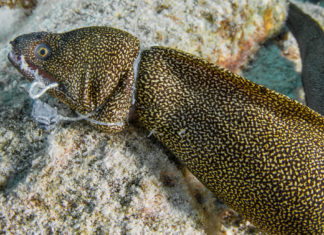 Ghostfishing in Bonaire Murene verstrengeld in vislijnen - Foto: Yoeri van Es