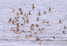 Waddengebied, Veluwe en Hollandse Duinen mooiste natuurgebieden van Nederland Een vlucht kanoeten in de Waddenzee - Foto: Jan van de Kam