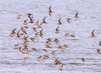 Waddengebied, Veluwe en Hollandse Duinen mooiste natuurgebieden van Nederland Een vlucht kanoeten in de Waddenzee - Foto: Jan van de Kam