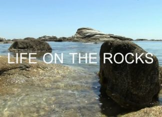 Life on the rocks