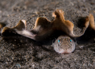 Het dikkopje – een kleine bergenbouwer Dikkopje onder een schelp - Foto: Yoeri van Es