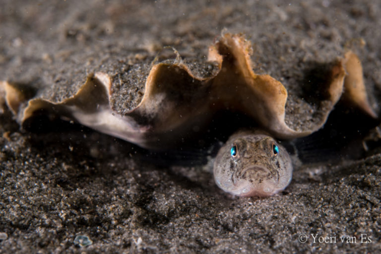 Dikkopje onder een schelp - Foto: Yoeri van Es