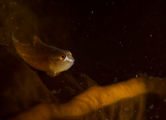 Kaviaar met oogjes? Jonge snotolf - Foto: Yoeri van Es Photography