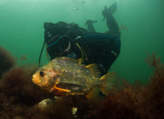 Weinig snotolven gemeld tijdens winter Snotolf en duiker - Foto: Yoeri van Es Photography