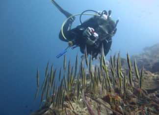 Duikinstructeur Wendy stelt zich voor Wendy Saes