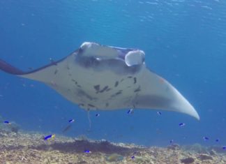 Manta’s van Komodo