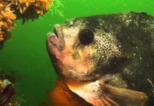 Snotolf in de Oosterschelde