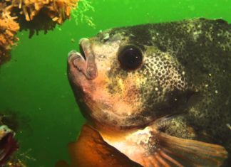 Snotolf in de Oosterschelde