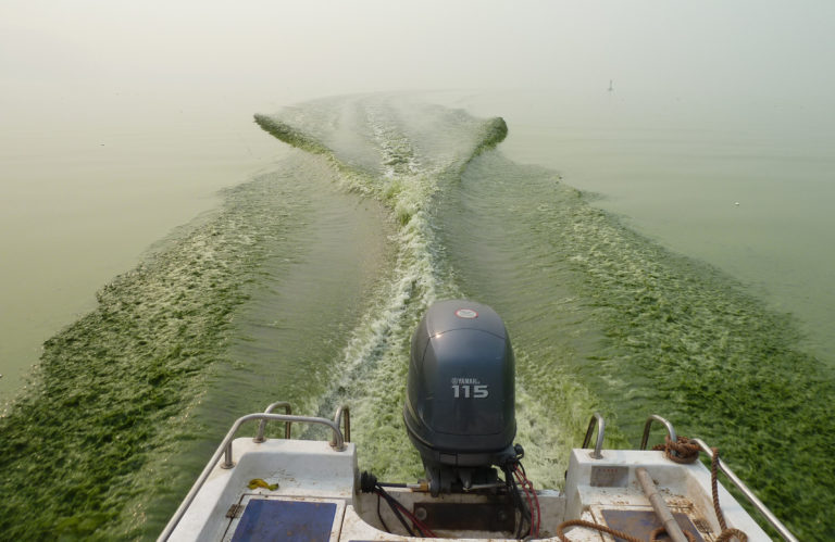 Het kielzog van een boot kleurt groen door blauwalg