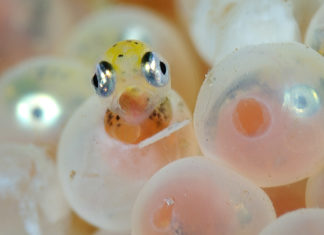 Expositie in bibliotheek Almere Zeedonderpadden kruipen uit ei - Foto: Ron Offermans