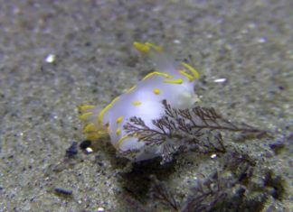 Duiken bij duikplaats Boomkil