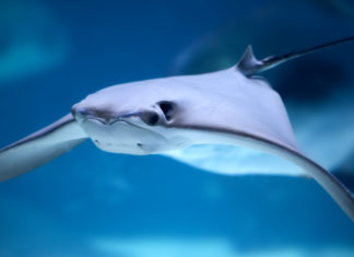 Pijlstaartrog in de Oosterschelde Pijlstaartrog in het Houston Aquarium - Foto: Ed Schipul / CC BY 2.0