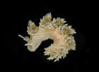 Nieuwe kroonslak in Nederland ontdekt tijdens expeditie Zeespriet-kroonslak Doto pinnatifida, Noordzee, 2016