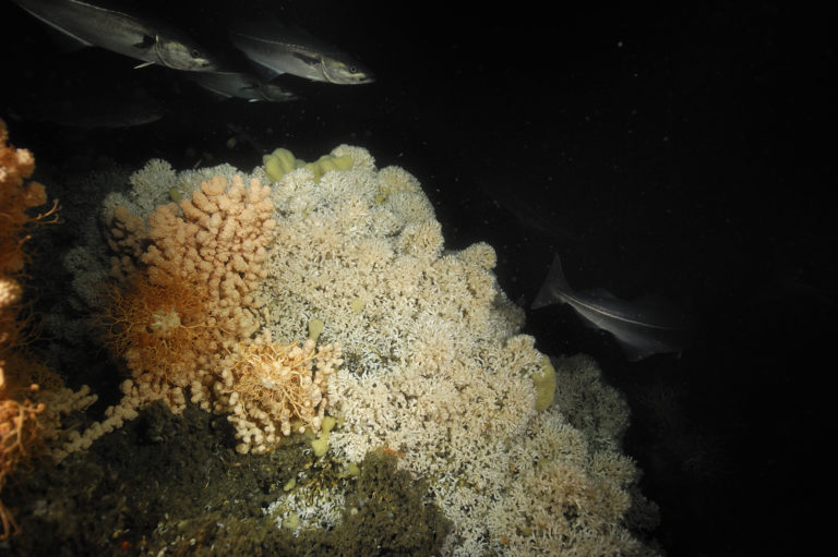 ATLAS – Grootste onderzoek naar diepzee ecosystemen in de Atlantische Oceaan