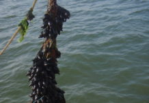 Sepia’s spotten tussen de mosselen van de Waddenzee Sepia-eieren op een mondje mosselen in de Waddenzee - Foto: Nico Laros / Waddenunit