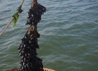Sepia’s spotten tussen de mosselen van de Waddenzee Sepia-eieren op een mondje mosselen in de Waddenzee - Foto: Nico Laros / Waddenunit