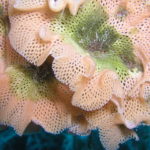 Sertella septentrionalis, Elba - Foto: Anders Finn Jørgensen / CC BY-SA 20