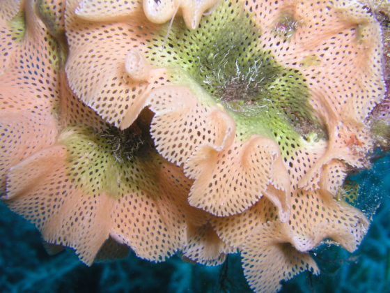 Sertella septentrionalis, Elba - Foto: Anders Finn J&oslash;rgensen / CC BY-SA 20