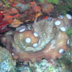 Octopus vulgaris, Elba - Foto: Anders Finn Jørgensen / CC BY-SA 20