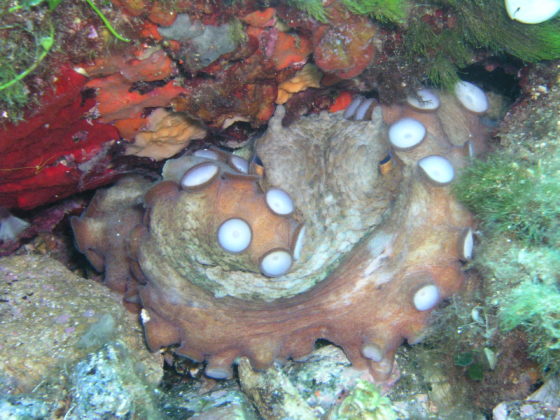 Octopus vulgaris, Elba - Foto: Anders Finn J&oslash;rgensen / CC BY-SA 20