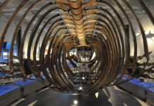 Walvisskelet op de zeebodem Skelet van een blauwe vinvis in het Museum of Nature in Ottowa, Canada