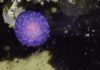 Mysterieuze paarse bol: een nieuwe diersoort?