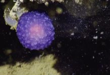Mysterieuze paarse bol: een nieuwe diersoort?
