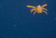 School met inktvis en …. springkrabben!?