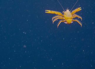 School met inktvis en …. springkrabben!?