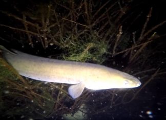 Palingen en… nog veel meer palingen!