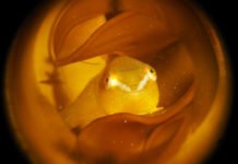 De nieuwe Nederlands Kampioen Onderwaterfotografie Winnende foto NK 2015 overall - Foto: Jos Broere