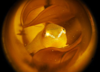 De nieuwe Nederlands Kampioen Onderwaterfotografie Winnende foto NK 2015 overall - Foto: Jos Broere