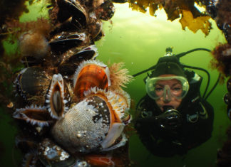 Raymond Wennekes Nederlands Kampioen Onderwaterfotografie Winnende foto categorie groothoek met duiker bij het Nederlands Kampioenschap Onderwaterfotografie 2016 - Foto: Raymond Wennekes
