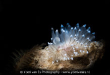 Natuurgebieden strijden om titel ‘Mooiste Natuurgebied van Nederland’ Blauwtipje in de Oosterschelde - Foto: Yoeri van Es